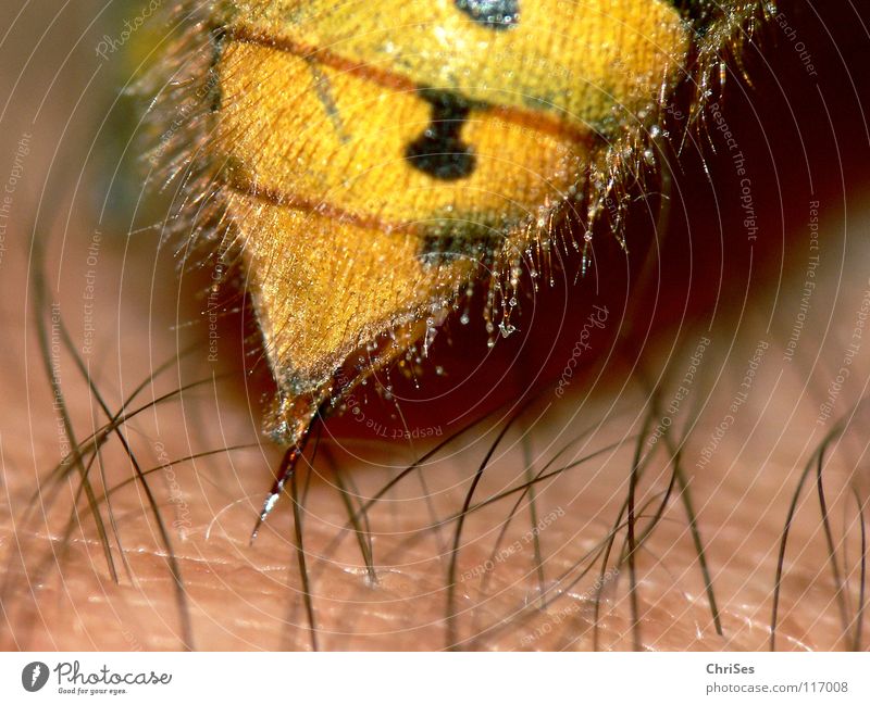 Hornissenhintern stechen ( Vespa crabro )_02 Hautflügler schwarz gelb Insekt Tier Sommer Herbst Angriff attackieren Hinterteil Nordwalde Angst Panik