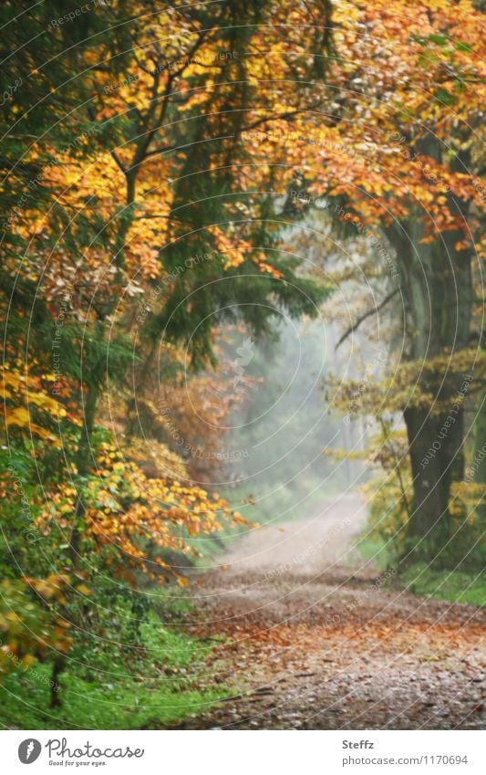 ein Herbsttor im Oktoberwald Herbstwald Waldbaden Nebel malerisch Herbstbäume Waldweg Herbstlaub Herbstgefühle Nebelstimmung nebelig neblig Waldstimmung