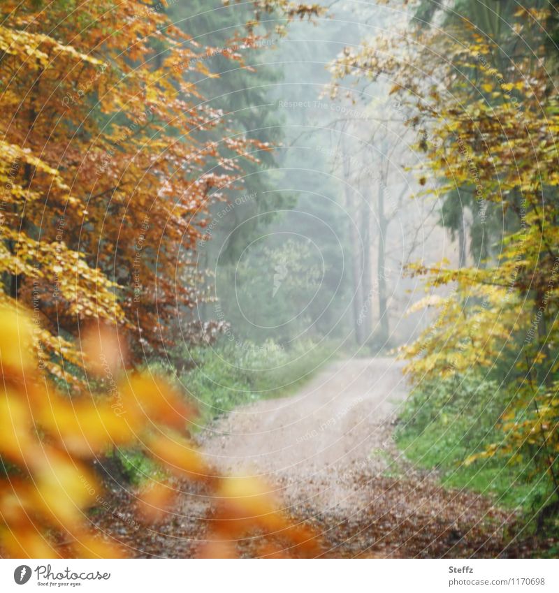 Nebel im Herbstwald Nebelwald Waldweg malerisch Herbstlaub Waldbaden Herbstbäume Herbstgefühle Nebelstimmung Saisonende Waldstimmung Herbstwetter Fußweg