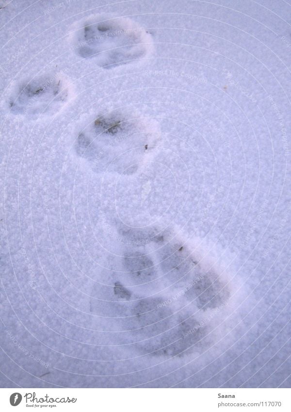 Vorwärts im Schnee Hund Winter Tier Spuren Pfote weiß Katze kalt Säugetier schreiten
