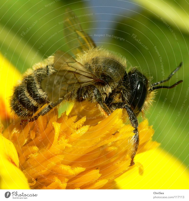 Erdbiene ( Andrena florea ) 04 Sandbiene Biene Wespen Insekt Honig fleißig gelb schwarz grün gestreift Sommer Frühling Fühler Tier Sammlung Nordwalde