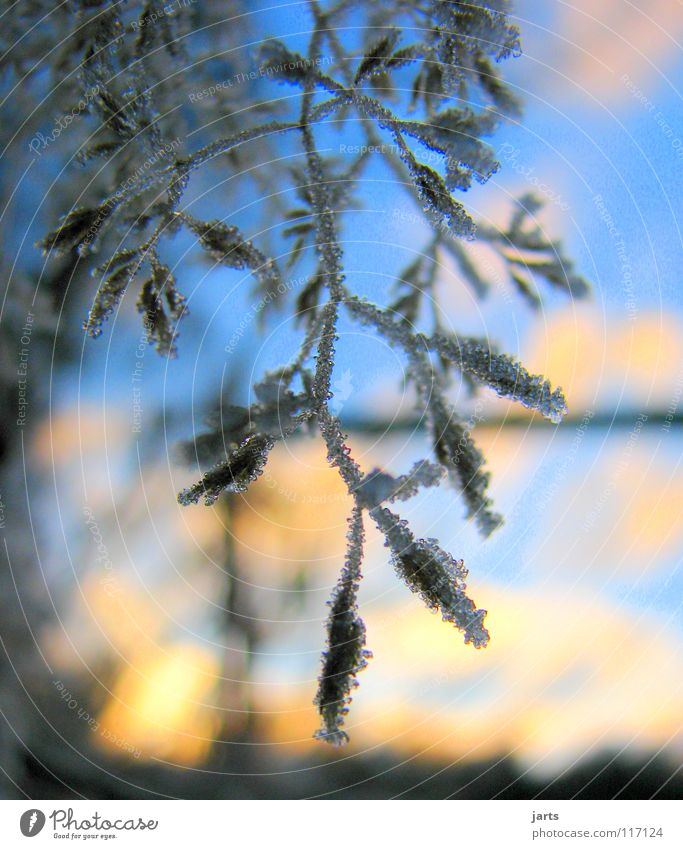 coole zeit Winter kalt Wald Wolken Eiskristall Baum Sonnenuntergang Himmel Frost blau jarts Ast Abenddämmerung Schnee