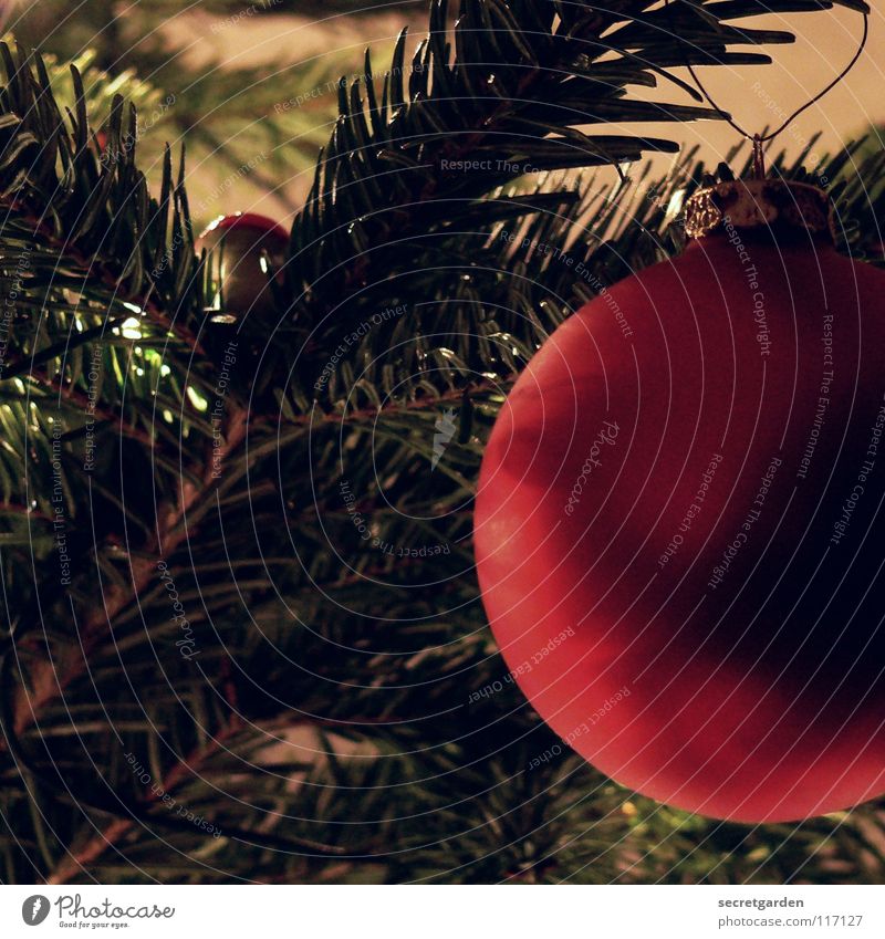 juhuuu es weihnachtet schon wieder! Tanne Tannennadel Christbaumkugel braun grün rot Physik festlich weich Weihnachtsdekoration Schmuck Stimmung Gefühle