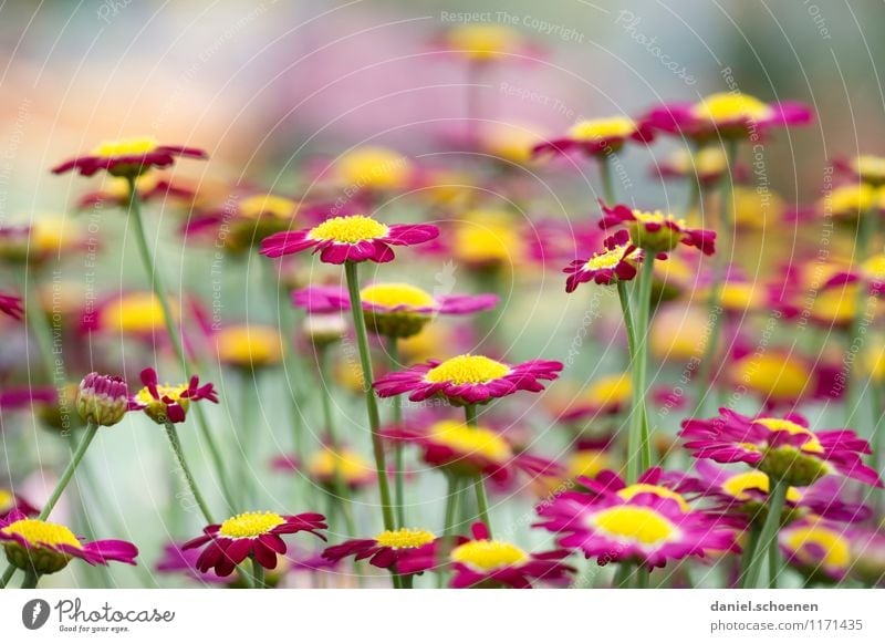 noch ein Blümchenbild Natur Pflanze Sommer Blume Blüte gelb grün violett mehrfarbig Menschenleer