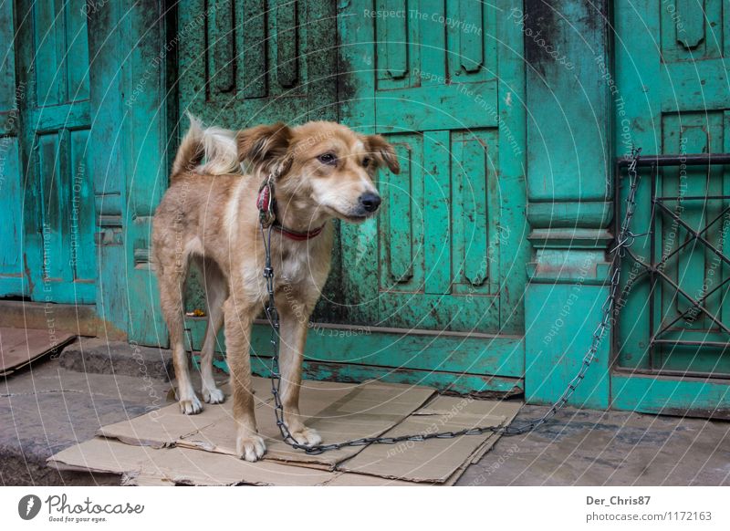 Straßenhund in Nepal Tourismus Ferne Kathmandu Asien Stadtrand Altstadt Tür Tier Haustier Wildtier Hund 1 beobachten Blick warten alt Armut dreckig Gefühle