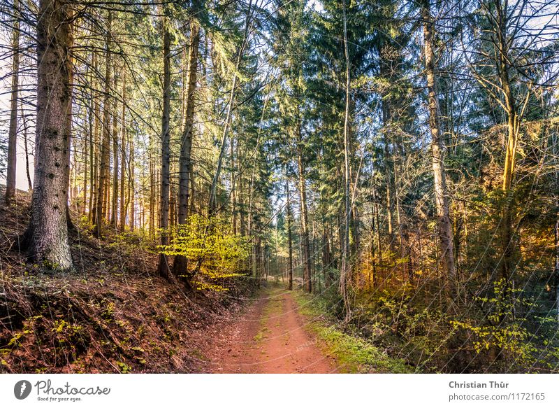 Sonnenschein im Wald Wellness Leben harmonisch Wohlgefühl Zufriedenheit Sinnesorgane Erholung ruhig Meditation Ferien & Urlaub & Reisen Tourismus Ausflug