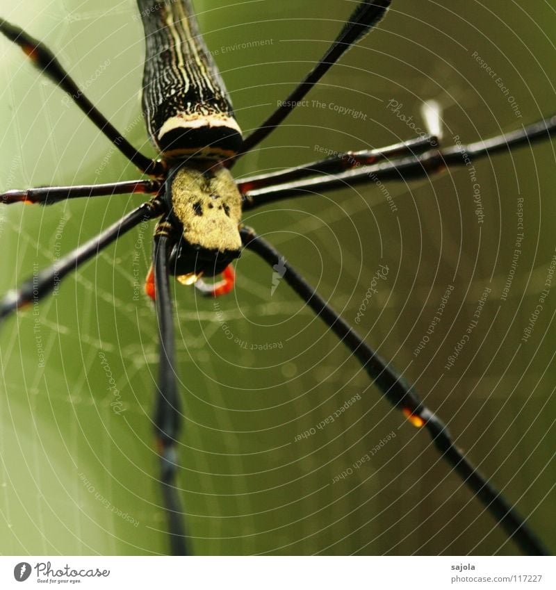 nephila pilipes Natur Tier Urwald Spinne 1 Netz warten Beine Hinterteil Kopf Singapore Asien Spinnennetz Spinnenbeine Schicksal Farbfoto Außenaufnahme