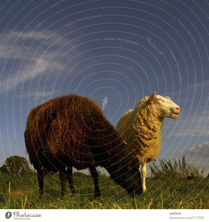Das schwarze Schaf der Familie Schwarzes Schaf Außenseiter Weide Blauer Himmel Vor hellem Hintergrund Textfreiraum oben Viehzucht Viehhaltung Außenaufnahme