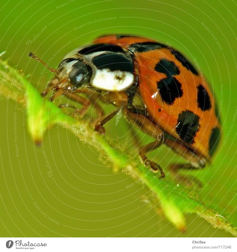 Asiatischer Marienkäfer_02 ( Harmonia axyridis ) Insekt weiß krabbeln grün rot schwarz Tier Käfer Frühling Sommer Makroaufnahme Nahaufnahme orange Punkt beetle