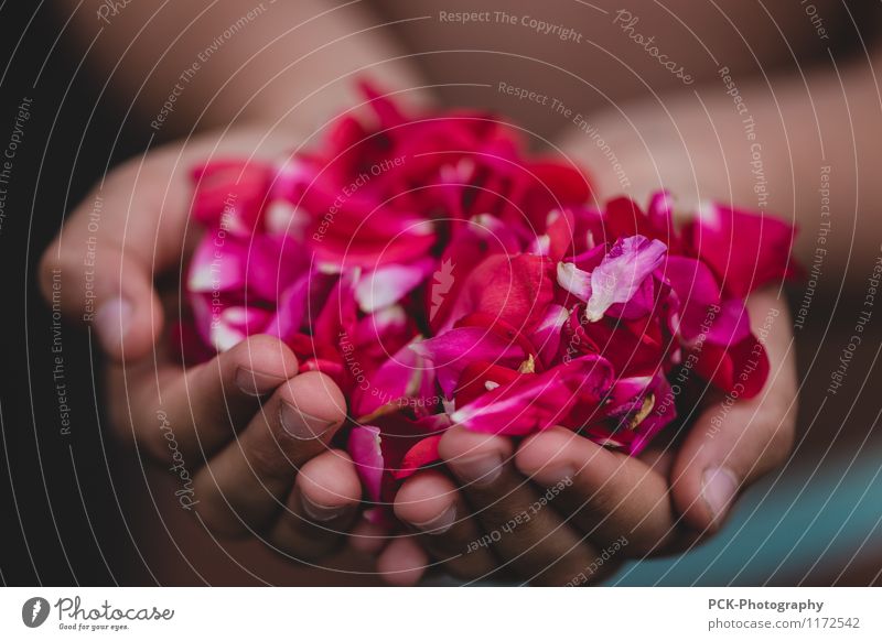 Rosenhand feminin Hand Blüte festhalten schön rosa rot Rosenblüten stoppen anbieten danken Fülle Blüten Farbfoto mehrfarbig Außenaufnahme Nahaufnahme