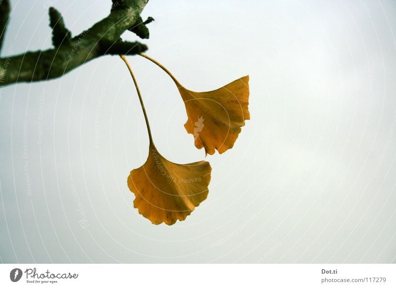 Nacktsamer exotisch Natur Pflanze Himmel Wolken Herbst Baum Blatt gelb grau Ginkgo Stengel trüb Botanik Heilpflanzen Asien China Wunder der Natur