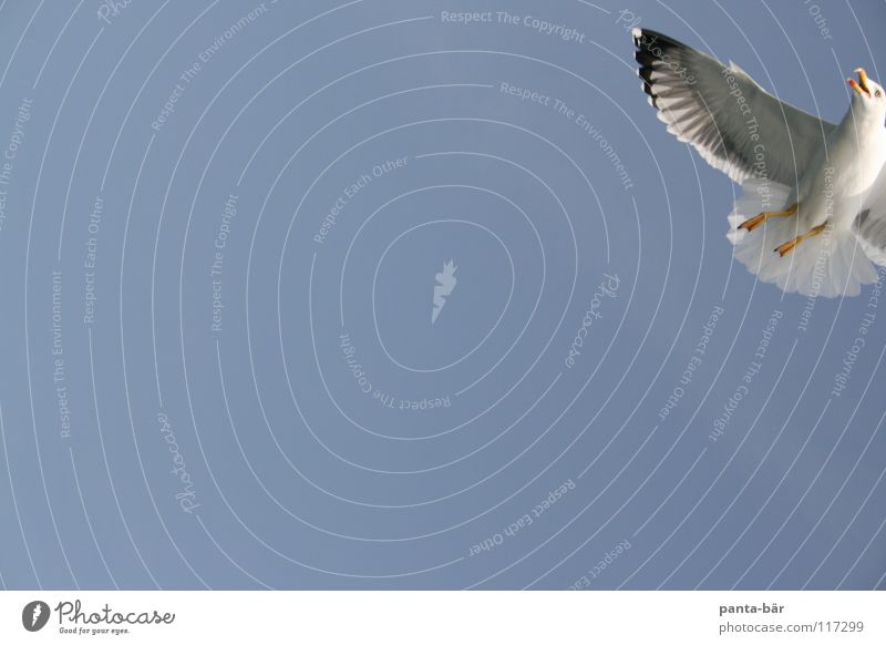 ...da ein Mövenpick Möwe Vogel blau Himmel Natur Wildtier Anschnitt Bildausschnitt Detailaufnahme Flügel Vogelflug fliegen fliegend Luft Freisteller