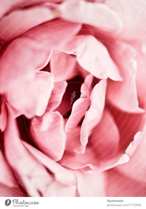 Schicht für Schicht Pflanze Frühling Sommer Blume Blüte schön rosa Blütenblatt Dekoration & Verzierung Farbfoto Gedeckte Farben Nahaufnahme Detailaufnahme