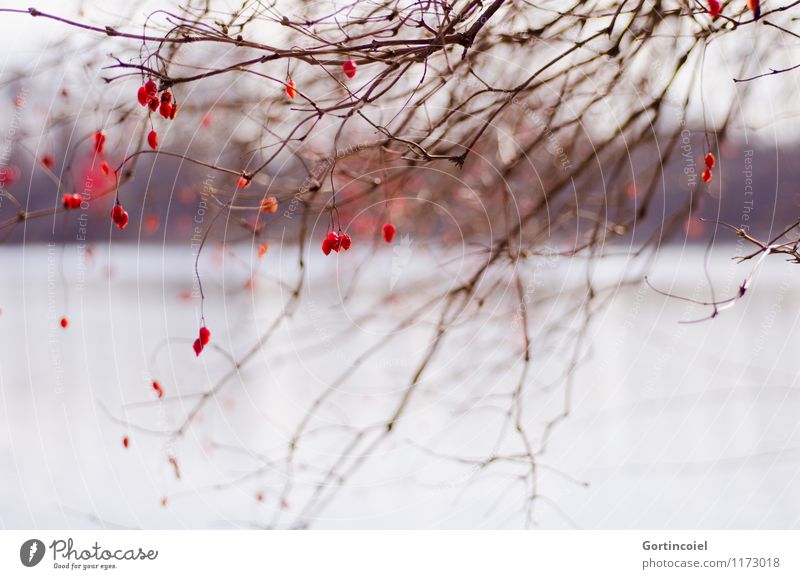 .:. Umwelt Natur Landschaft Winter Baum Seeufer schön rot Sträucher Gemeiner Schneeball Beerensträucher Zweig Farbfoto Außenaufnahme Textfreiraum unten Tag