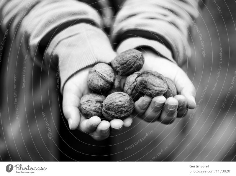 Walnussernte Lebensmittel Mensch maskulin Kind Hand Finger 1 3-8 Jahre Kindheit Herbst festhalten geben zeigen ansammeln Ernte Nuss herbstlich Kinderhand