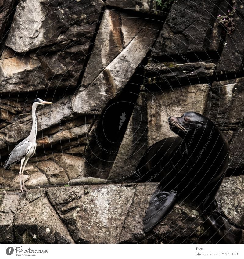 was wotsch? Natur Tier Vogel Zoo 2 Zusammensein Seelöwe Graureiher Blick Platzangst unsicher entdecken Wasser Felsen Wand Farbfoto Außenaufnahme Tag Porträt