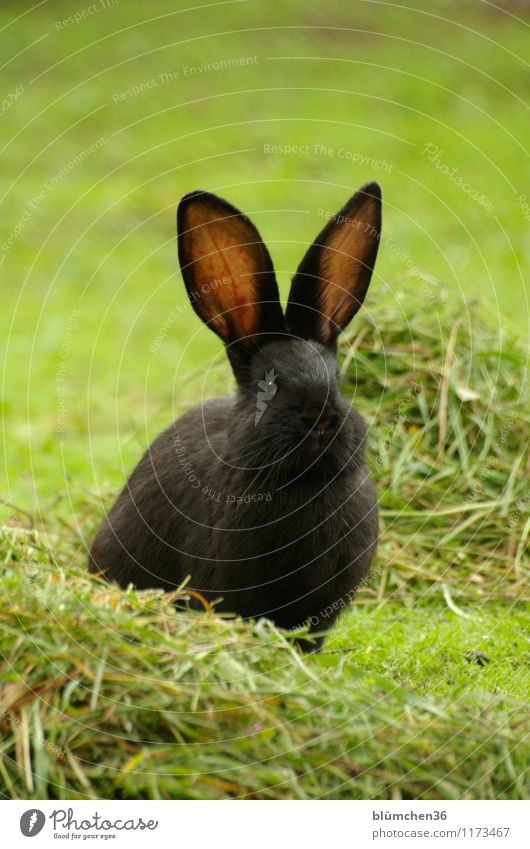 Hören macht schön! Tier Haustier Fell Hase & Kaninchen Hasenohren Hasenpfote Säugetier beobachten hören sitzen warten Freundlichkeit natürlich niedlich weich