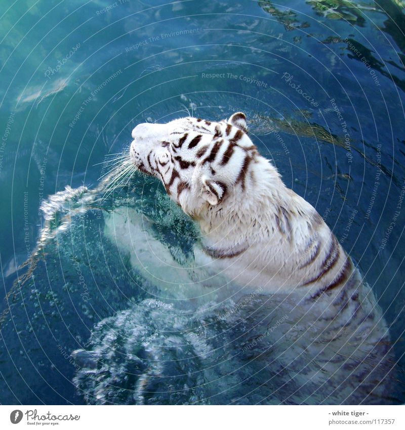 miau!!! Tier Wasser Fell Streifen nass blau schwarz weiß Tiger Schnauze Farbfoto Außenaufnahme Tag Reflexion & Spiegelung Schwimmen & Baden selten 1