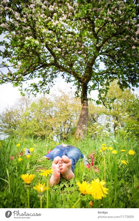 Barfüßige Frau liegt entspannt  unter einem Baum auf einer Frühlingsblumenwiese Sinnesorgane Erholung Ferien & Urlaub & Reisen Sonnenbad Junge Frau Jugendliche