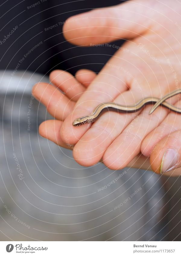 Neuzugang Mensch maskulin Kind Junge Hand Finger 1 8-13 Jahre Kindheit hell niedlich fangen Blindschleiche Wurm Echsen Tierjunges dünn haltend Schlangenlinie