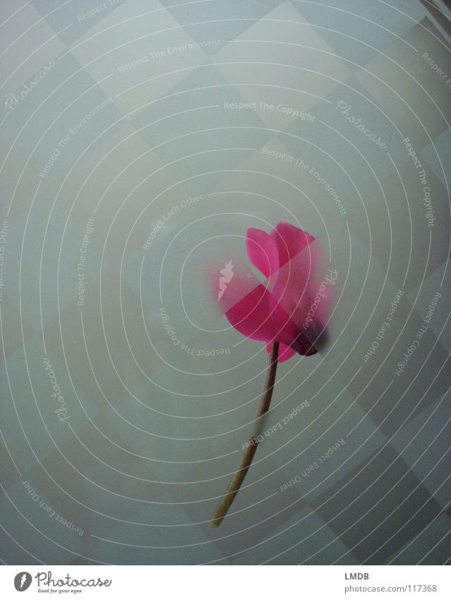 Lady Cyclam Blume Blüte Alpenveilchen rosa Pflanze Muster durchsichtig durchscheinend Quadrat kalt abstrakt außergewöhnlich Tod verschwimmen Ferne Grenze