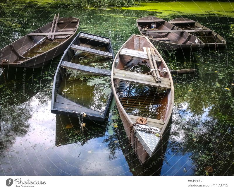 bitte einsteigen Ausflug Abenteuer Sommer Umwelt Natur Landschaft Wasser Schönes Wetter Algen Wasserpflanze Teich Fluss Flußauen Rheinauen Fischerboot Ruderboot