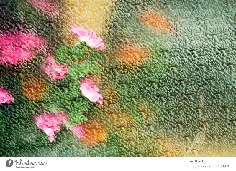 Mehr Blumen Blumenstrauß Blüte Blütenblatt Vase Schwache Tiefenschärfe Unschärfe Glas Fensterscheibe Glasscheibe Schaufenster Strukturen & Formen Ordnung Muster