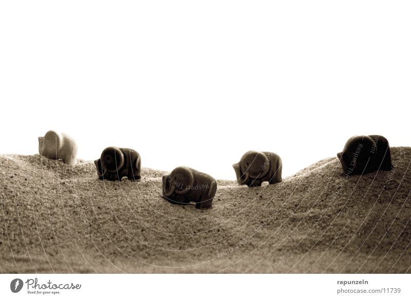 Porzelan-Elephanten auf der Reise Elefant wandern Korn Ferien & Urlaub & Reisen Kette Spaziergang Sand Wüste Gengenlicht