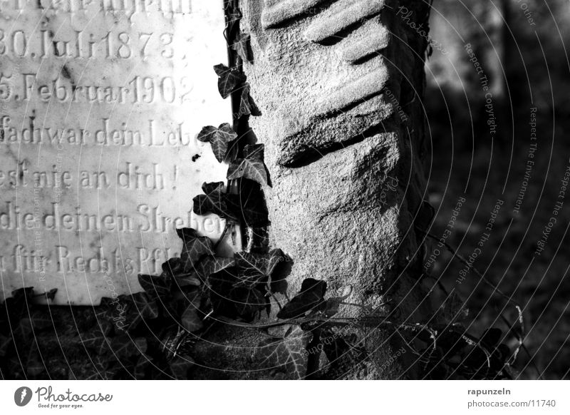 Grab #2 Judentum Friedhof Grabmal Grabstein Aufschrift Efeu bewachsen historisch Dekoration & Verzierung Sonne Lichterscheinung Schatten Menschenleer