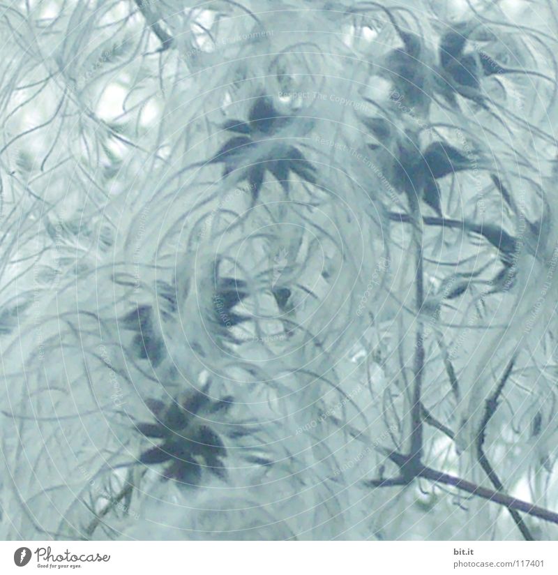STERNENNEBEL III schön Winter Blume Blüte blau leicht zart himmlisch fein Stern (Symbol) Schnee Winterstimmung Farbfoto Detailaufnahme Muster