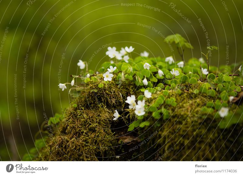 frühlingsblümeleinchen - waldsauerklee Umwelt Natur Landschaft Pflanze Erde Frühling Blume Moos Blüte Wildpflanze Wald Blühend Duft Wachstum ästhetisch grün
