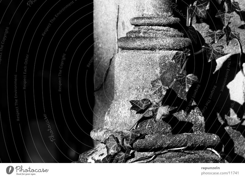 Grab #1 Judentum Friedhof Grabmal Grabstein Efeu bewachsen historisch Sonne Lichterscheinung Schatten Menschenleer Detailaufnahme Textfreiraum links