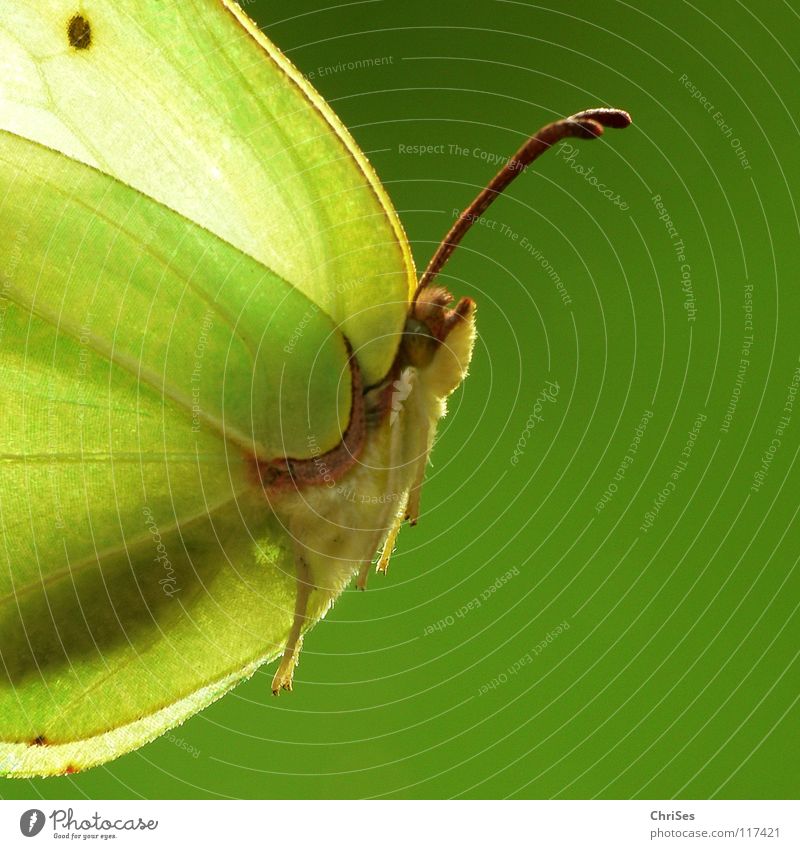 weiblicher Zitronenfalter ( Gonepteryx rhamni )_02 Sommer Frühling Schmetterling Insekt gelb grün Tier Weißlinge Gegenlicht Nordwalde Makroaufnahme Nahaufnahme