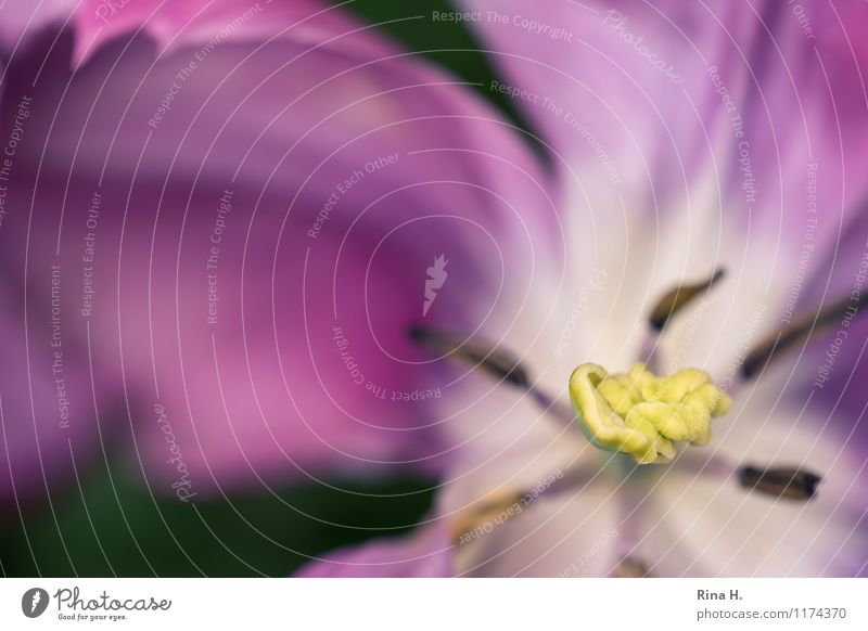 Soft Tulpe Blühend verblüht Blütenstempel Blütenblatt Einblick Farbfoto Außenaufnahme Menschenleer Textfreiraum links Schwache Tiefenschärfe Vogelperspektive