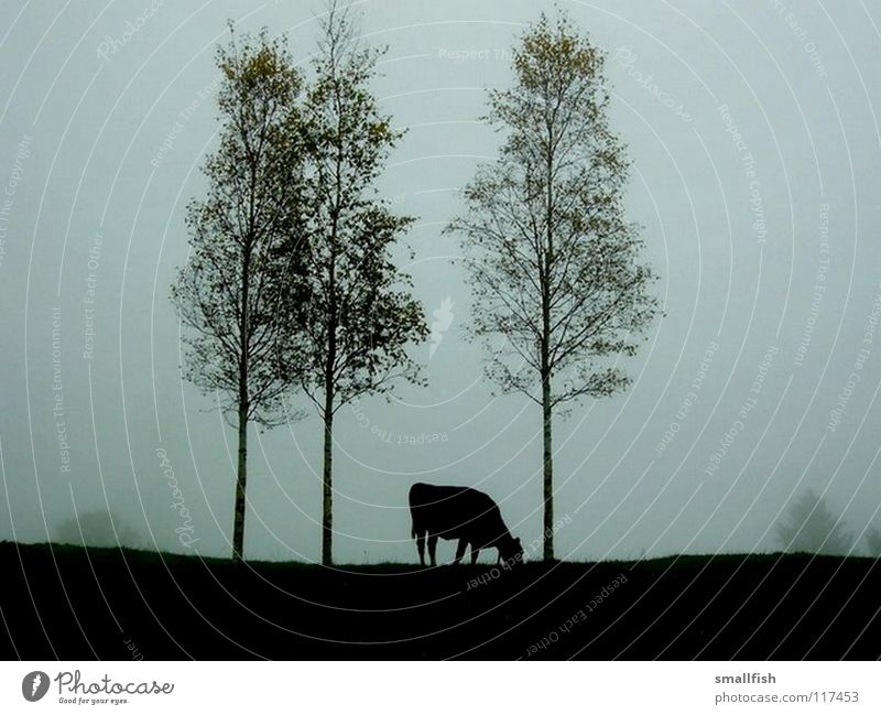 Kuh auf der Weide Baum dunkel Einsamkeit Nebel unheimlich Säugetier Kontrast
