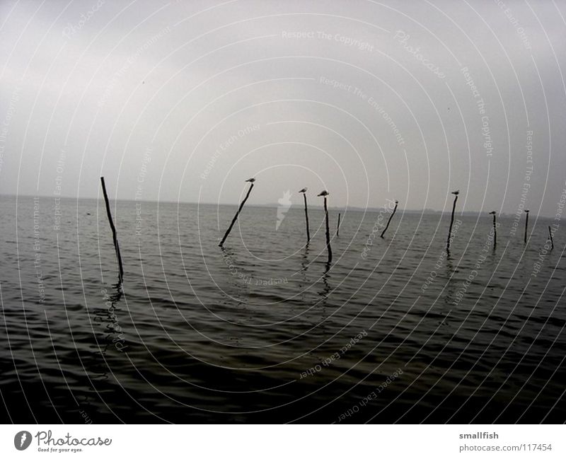 Pfosten Meer Vogel dunkel unheimlich Trauer Einsamkeit Schifffahrt Himmel Dänemark