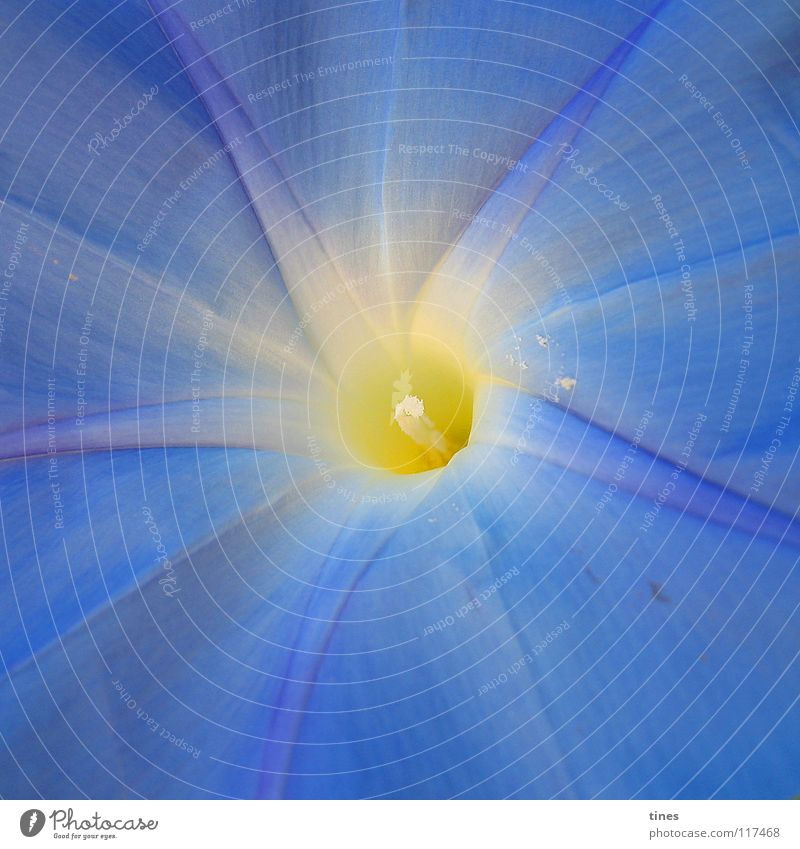 verlockendes Leuchten Blume gelb Quadrat Mitte Stern (Symbol) blau hell Lampe Mittelpunkt verführerisch
