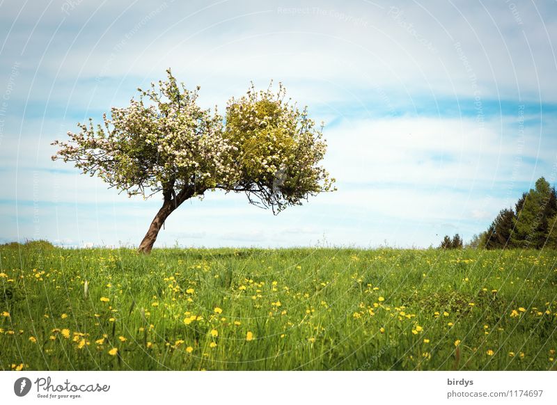 Frühling auf dem Land Natur Landschaft Himmel Wolken Sommer Schönes Wetter Baum Löwenzahn Apfelbaum Blüte Mistel Wiese Blühend Duft ästhetisch frisch positiv