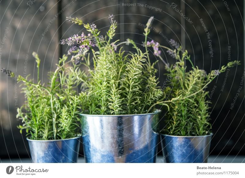 Provenzalisch - groß und klein Topf Pflanze Sträucher Lavendel Duft ästhetisch blau grün silber Stimmung Wachstum Dekoration & Verzierung Topfpflanze