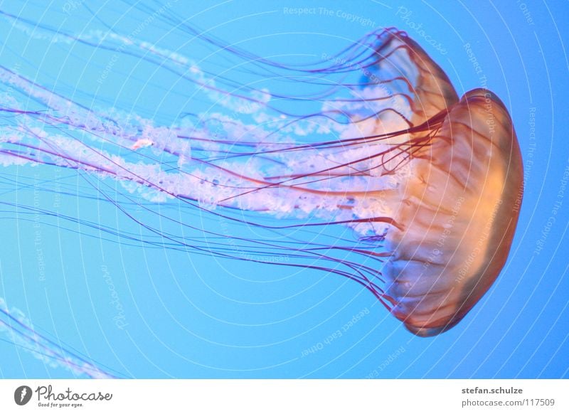 Qualle See Meer Tentakel Gift gefährlich Nesseltiere Fisch Jellyfish Meduse Wasser