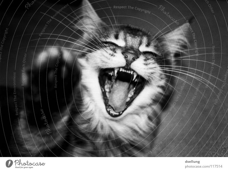 Nahaufnahme einer Katze mit Pfote im Vordergrund Schwarzweißfoto Freude Tier Oberlippenbart fangen lachen Spitze weich grau schwarz Schnauze Angriff attackieren