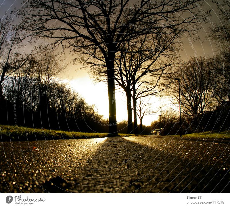 Baum der Erleuchtung Dämmerung Bürgersteig Licht Wolken Wintertag Sonne Kontrast Straße Himmel Landschaft