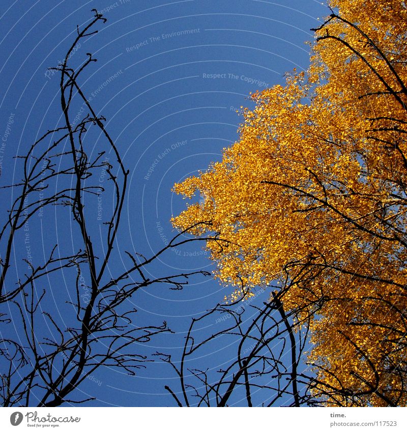 Zwei Herbstler, sich gegenseitig beeindruckend Freude Leben Himmel Klima Schönes Wetter Baum Blatt kämpfen Wachstum viele blau braun gold schwarz Tod Farbe