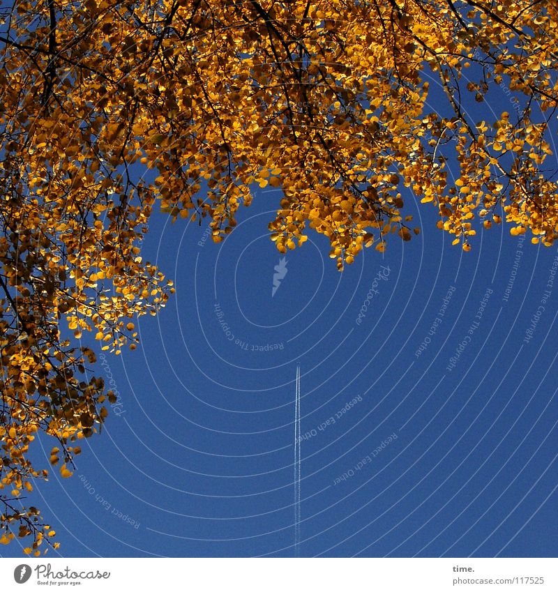 Reise zum Herbst Ferien & Urlaub & Reisen Luftverkehr Himmel Klima Baum Blatt Flugzeug fliegen Wachstum natürlich blau braun gold Heimweh Fernweh Farbe