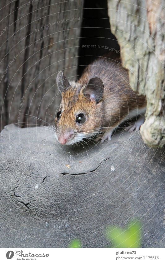 Bei der Waldmaus zu Haus... Umwelt Natur Frühling Sommer Garten Scheune Maus Gartenmaus 1 Tier Holz beobachten entdecken Häusliches Leben Freundlichkeit klein