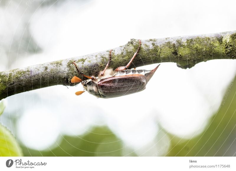 ja mei... ein Käfer Baum Maikäfer 1 Tier natürlich anstrengen Mobilität krabbeln festhalten Menschenleer Textfreiraum oben Textfreiraum unten Ganzkörperaufnahme