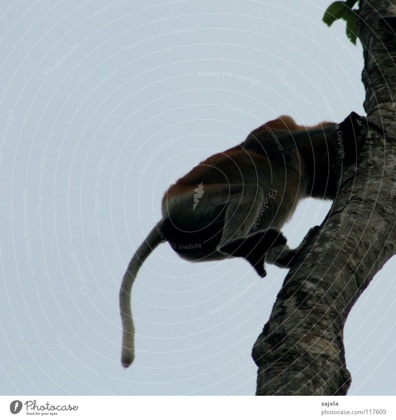 nasenaffe beim abstieg Tier Himmel Baum Wildtier Affen Schwanz Beine Pfote 1 Bewegung lang blau braun schwarz Borneo Tierfuß Säugetier Asien beweglich Flucht