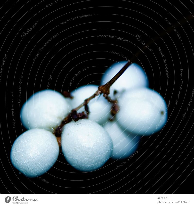 Schneebeeren Beeren Frucht Pflanze Wachstum Kugel weiß knallerbsenstrauch knackbeere eisbeere Sträucher Molekül Anhäufung Hintergrundbild strauchbeere Botanik