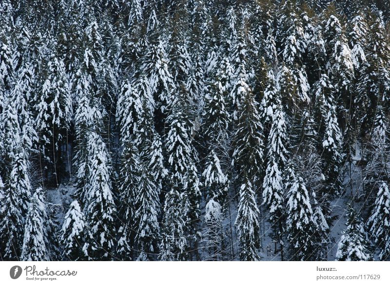 Den Wald vor lauter Bäumen Winter Schnee Tanne Nutzholz Brennholz Erneuerbare Energie Rohstoffe & Kraftstoffe Waldsterben nachhaltig angezuckert nadelholz