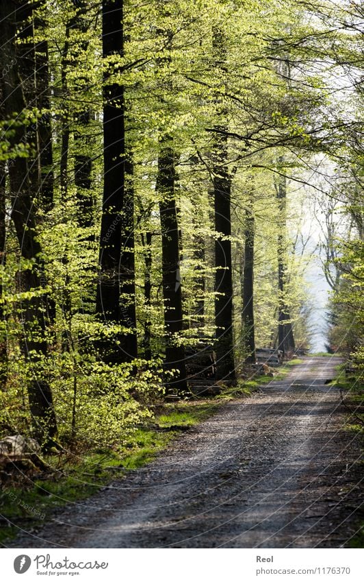 Waldweg Ausflug wandern Umwelt Natur Landschaft Frühling Schönes Wetter Pflanze Baum Grünpflanze Buche Holz Buchenwald Erholung grün Wege & Pfade